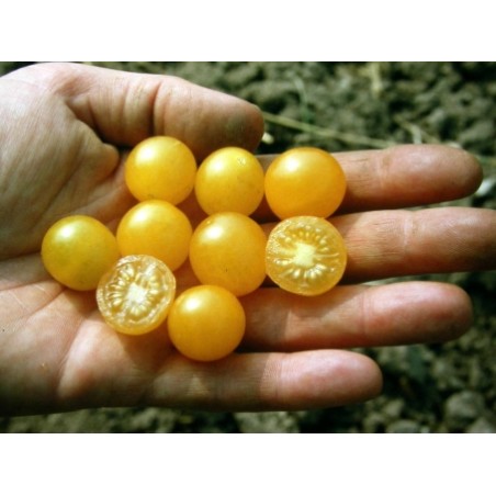 Lycopersicon pimpinellifolium