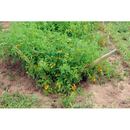 Lycopersicon pimpinellifolium