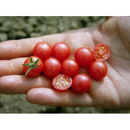 Lycopersicon pimpinellifolium