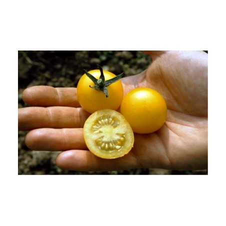 Lycopersicon esculentum