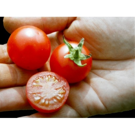 Lycopersicon esculentum