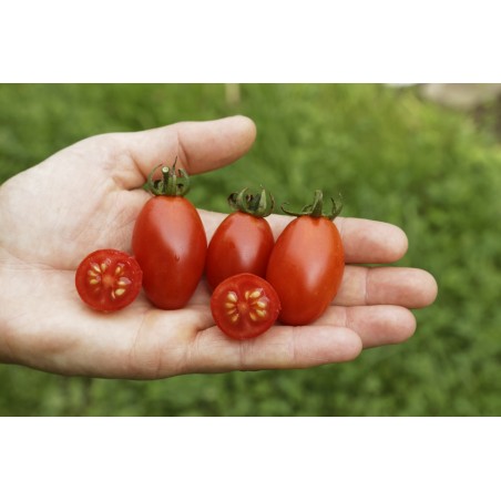 Lycopersicon esculentum