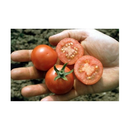 Lycopersicon esculentum