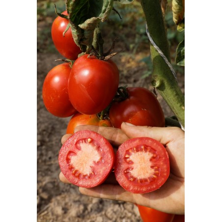 Lycopersicon esculentum