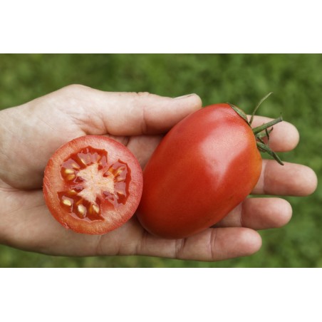 Lycopersicon esculentum