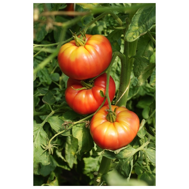 Lycopersicon esculentum