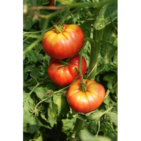 Lycopersicon esculentum