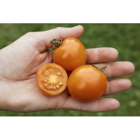 Lycopersicon esculentum