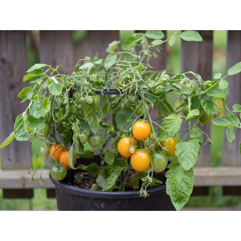 Lycopersicon esculentum