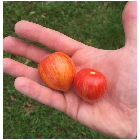 Lycopersicon esculentum