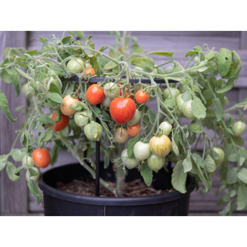 Lycopersicon esculentum