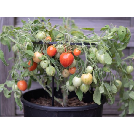 Lycopersicon esculentum