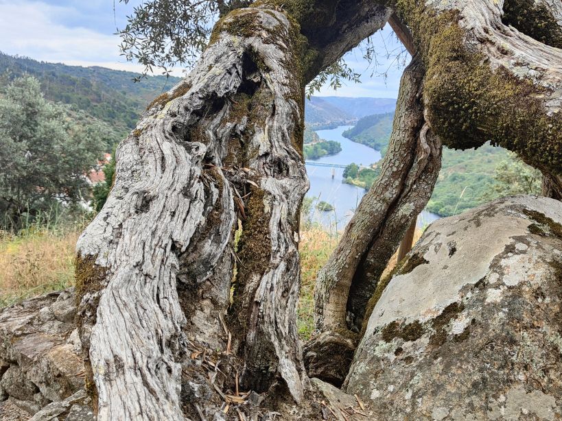 Blick auf den Tejo vom Castelo Belver