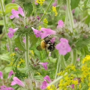 Tausende Gärten / Insektenfreude
