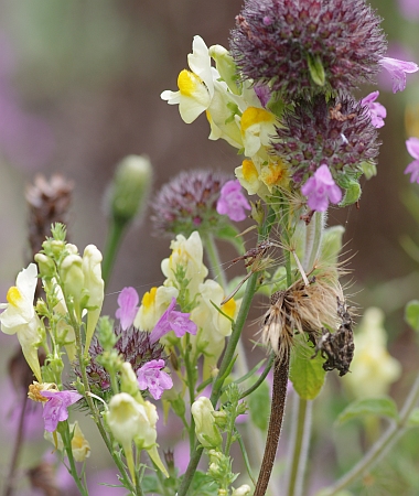 Ihre Familie Hüskes